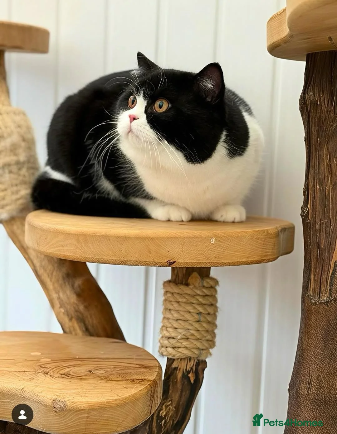 British Longhair cats for sale: GCCF British Shorthair  - Advert 2