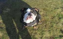 Olde English Bulldogge dogs for stud: Olde English Bulldogge (Black, white and brindle) - Image 16