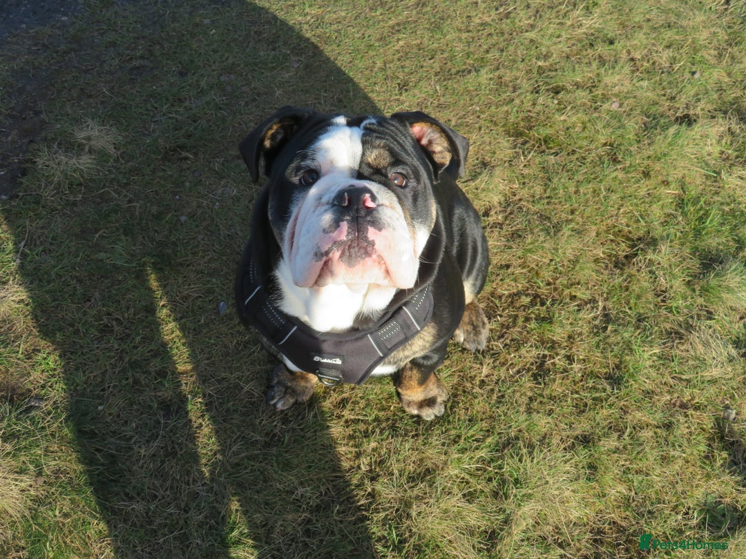 Olde English Bulldogge dogs for stud: Olde English Bulldogge (Black, white and brindle) - Image 16