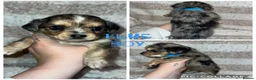 Jack Chi dogs for sale: Beautiful jack-chi babies - Advert 4