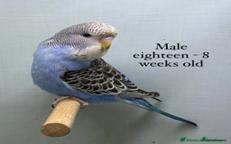 Budgerigars birds for sale: Beautiful baby budgies  - Image 9