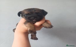 Border Terrier dogs for sale: Slem clear stunning boarder terrier puppies  - Image 5