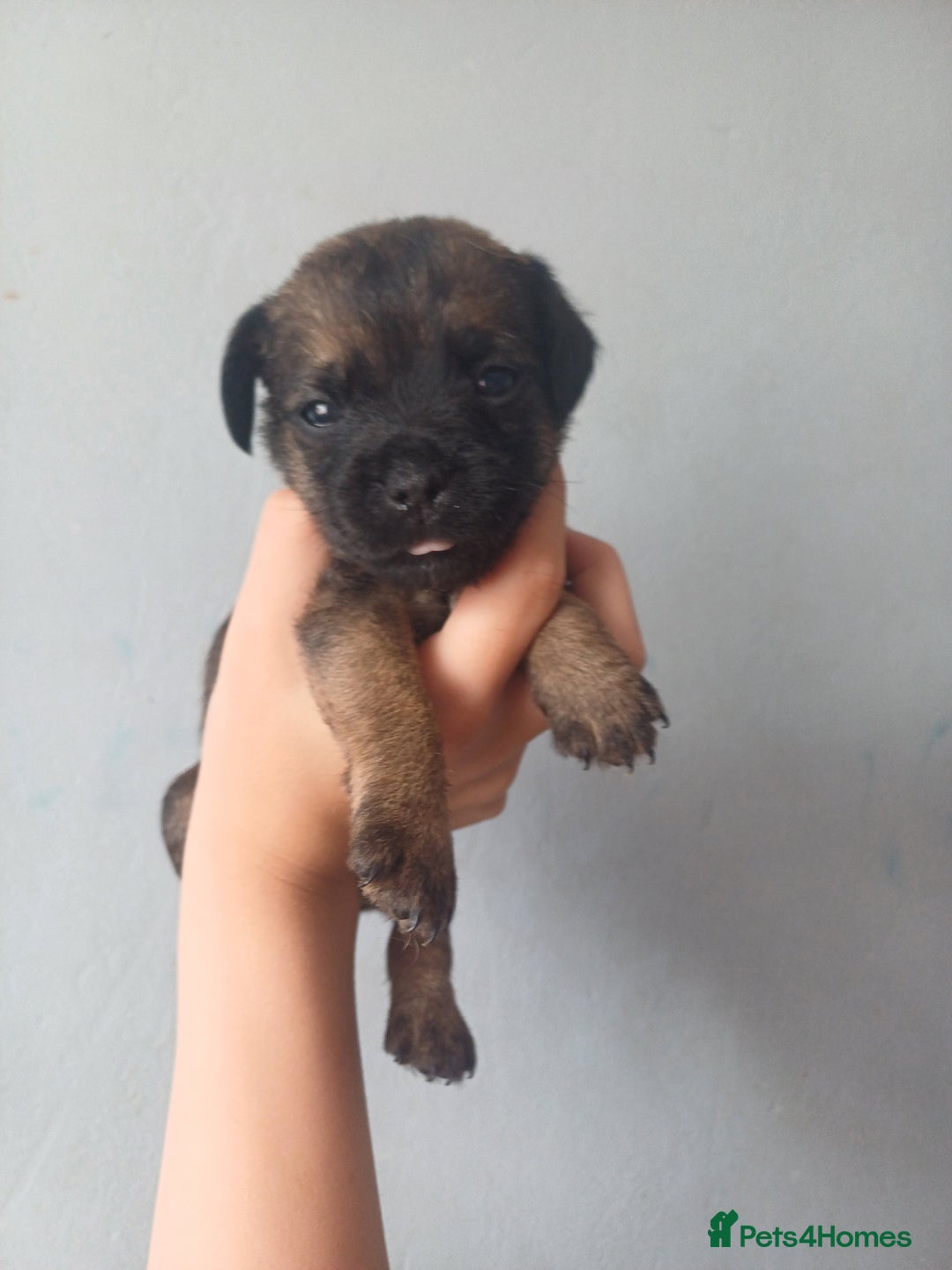 Border Terrier dogs for sale: Slem clear stunning boarder terrier puppies  - Image 5