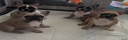 French Bulldog dogs for sale: 3 female french bulldog pups for sale  - Advert 3