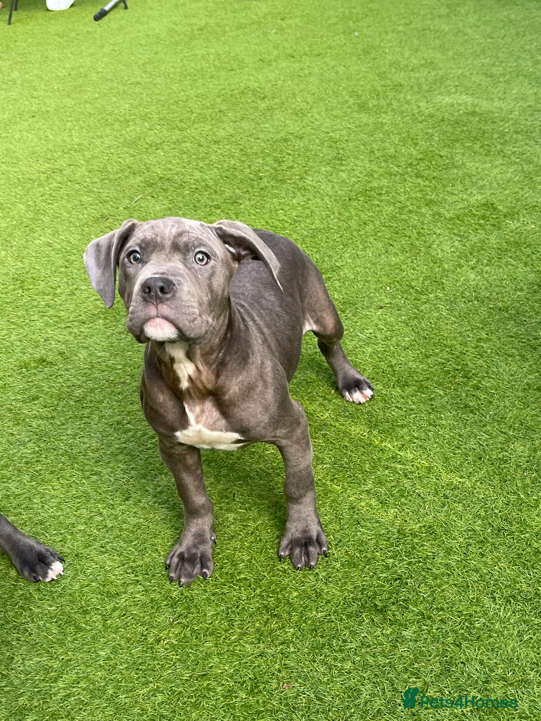 Mixed Breed dogs for sale: Cane Corso mastiff puppy’s  - Advert 11