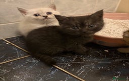 British Shorthair cats for sale: 5 British Chinchilla Shorthair Mix Kittens - Image 17