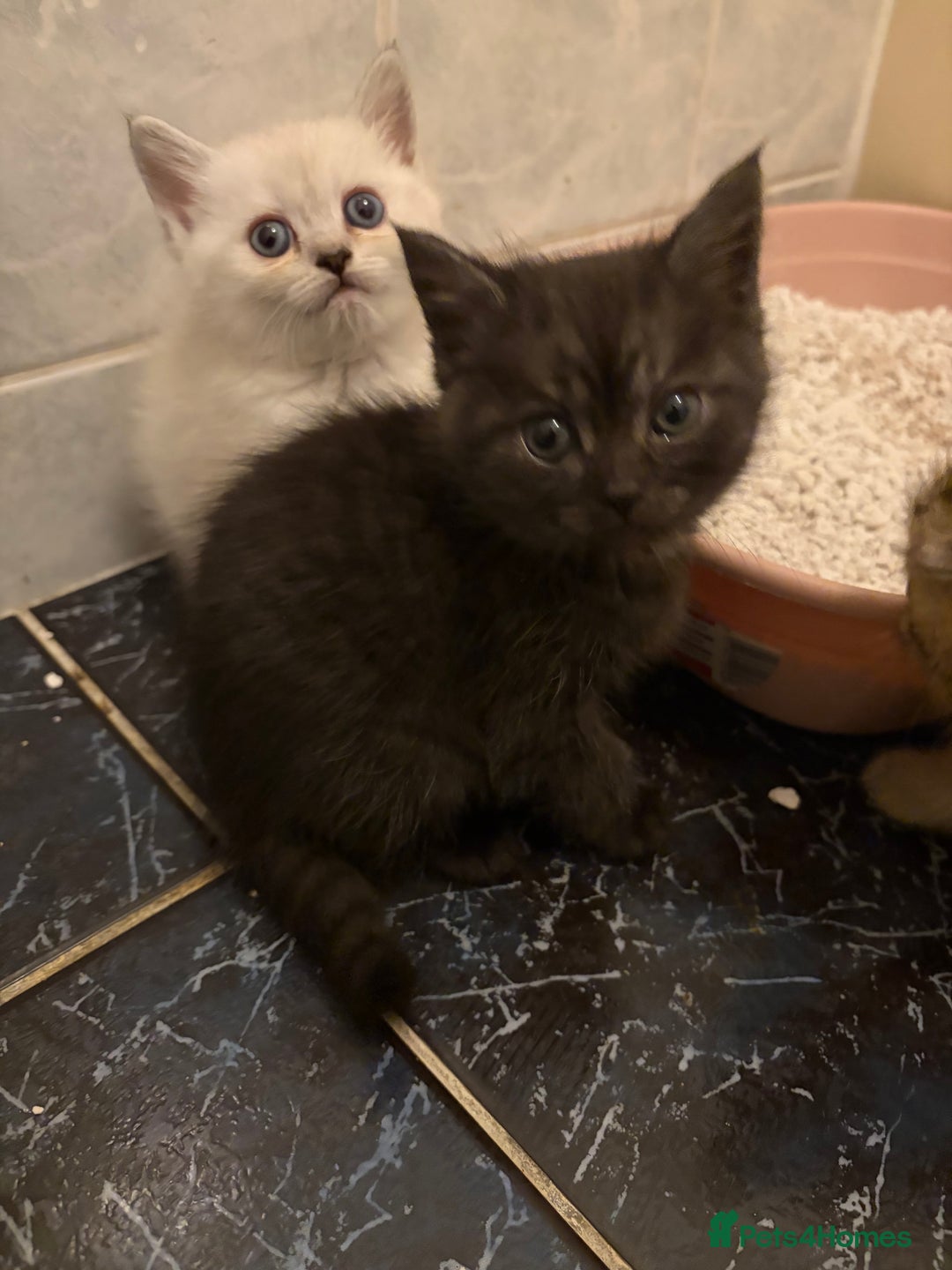 British Shorthair cats for sale: 5 British Chinchilla Shorthair Mix Kittens - Image 17