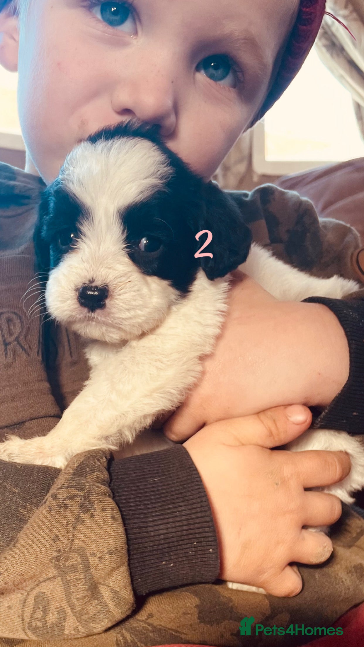 Mixed Breed dogs Absolutely beautiful family bred pups!  - Advert 11