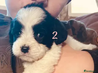 Mixed Breed dogs Absolutely beautiful family bred pups! - Advert 11