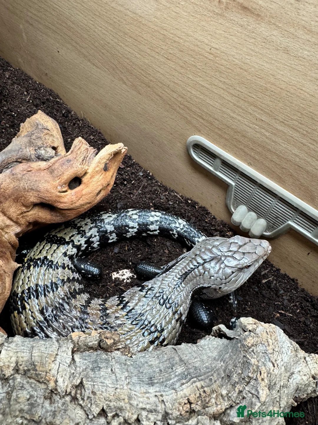 Skink reptiles for sale: Blue tongue skink with setup for rehome  in Nottingham - Advert 9