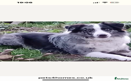 Border Collie dogs for sale: Fluffy long coat Blue merle border collie puppies - Image 5