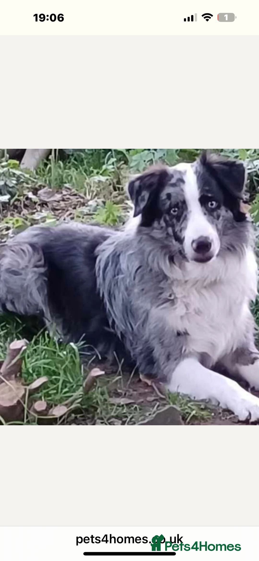 Border Collie dogs for sale: Fluffy long coat Blue merle border collie puppies - Image 5