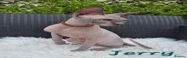 Sphynx 2