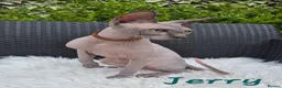 Sphynx cats for sale: Sphynx /Elf kittens Ready Now - Advert 7