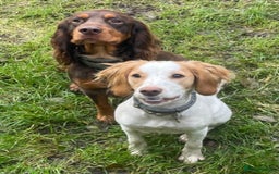 Cocker Spaniel dogs for sale: Stunning KC reg working cocker spaniel - Image 14
