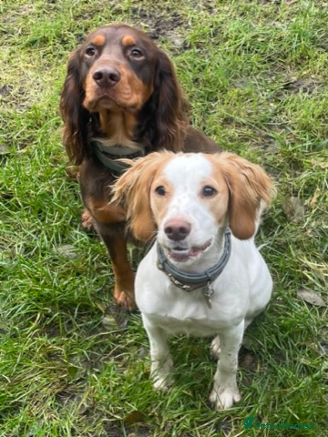 Cocker Spaniel dogs for sale: Stunning KC reg working cocker spaniel - Image 14