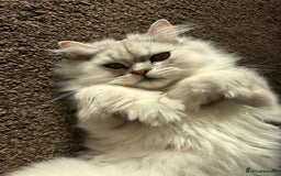 Persian cats for sale: 2 year old male Persian doll face chinchilla  - Image 10