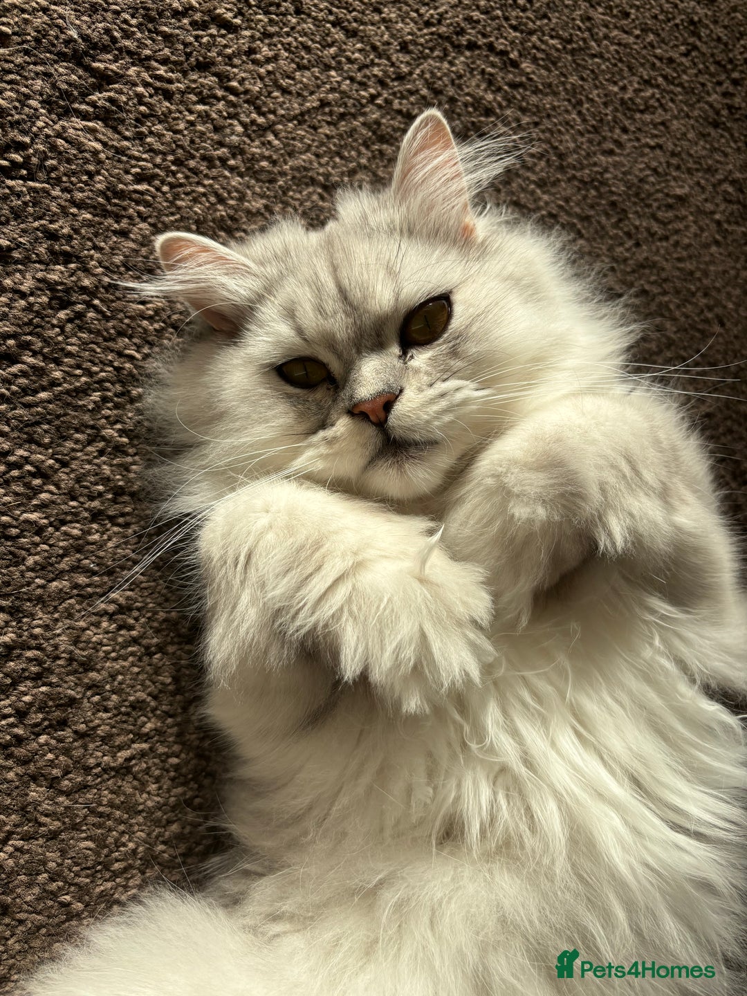 Persian cats for sale: 2 year old male Persian doll face chinchilla  - Image 10