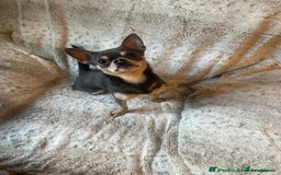 Mixed Breed dogs for sale: Miniature JackChi Puppy’s for sale.  - Image 5