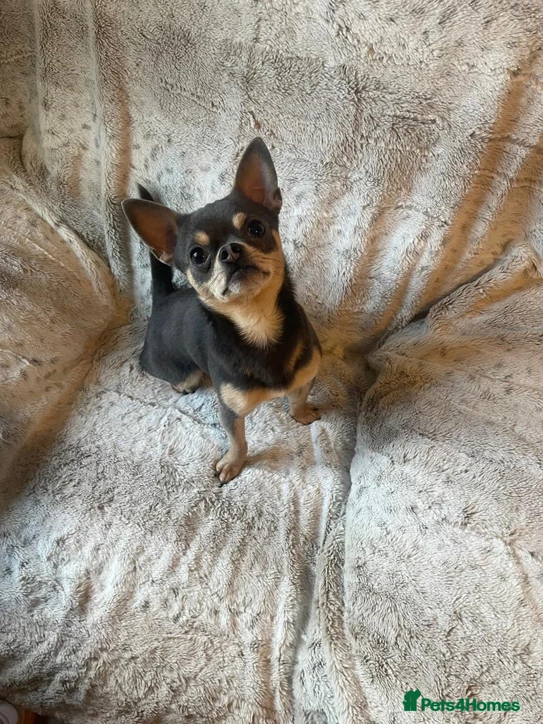 Mixed Breed dogs for sale: Miniature JackChi Puppy’s for sale.  - Image 5