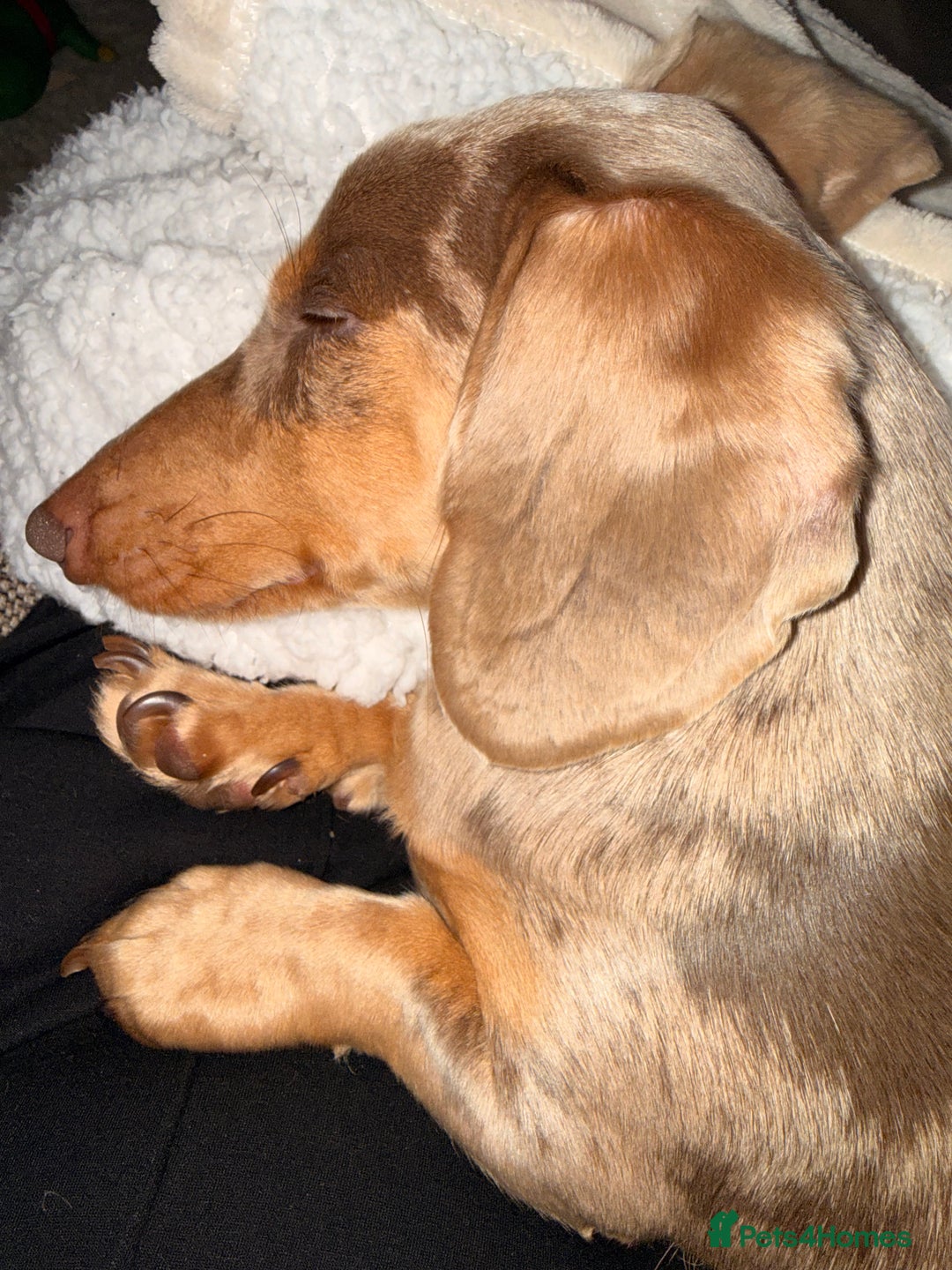 Dachshund dogs for sale: Isabelle Dapple - Advert 3