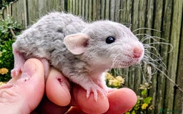 Rat rodents for sale: Fancy,Dumbo,Siamese & Rex ( NEW LITTERS AVAILABLE) - Advert 25