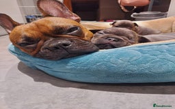 French Bulldog dogs for sale: Full pedigree French bulldog puppies  - Image 15