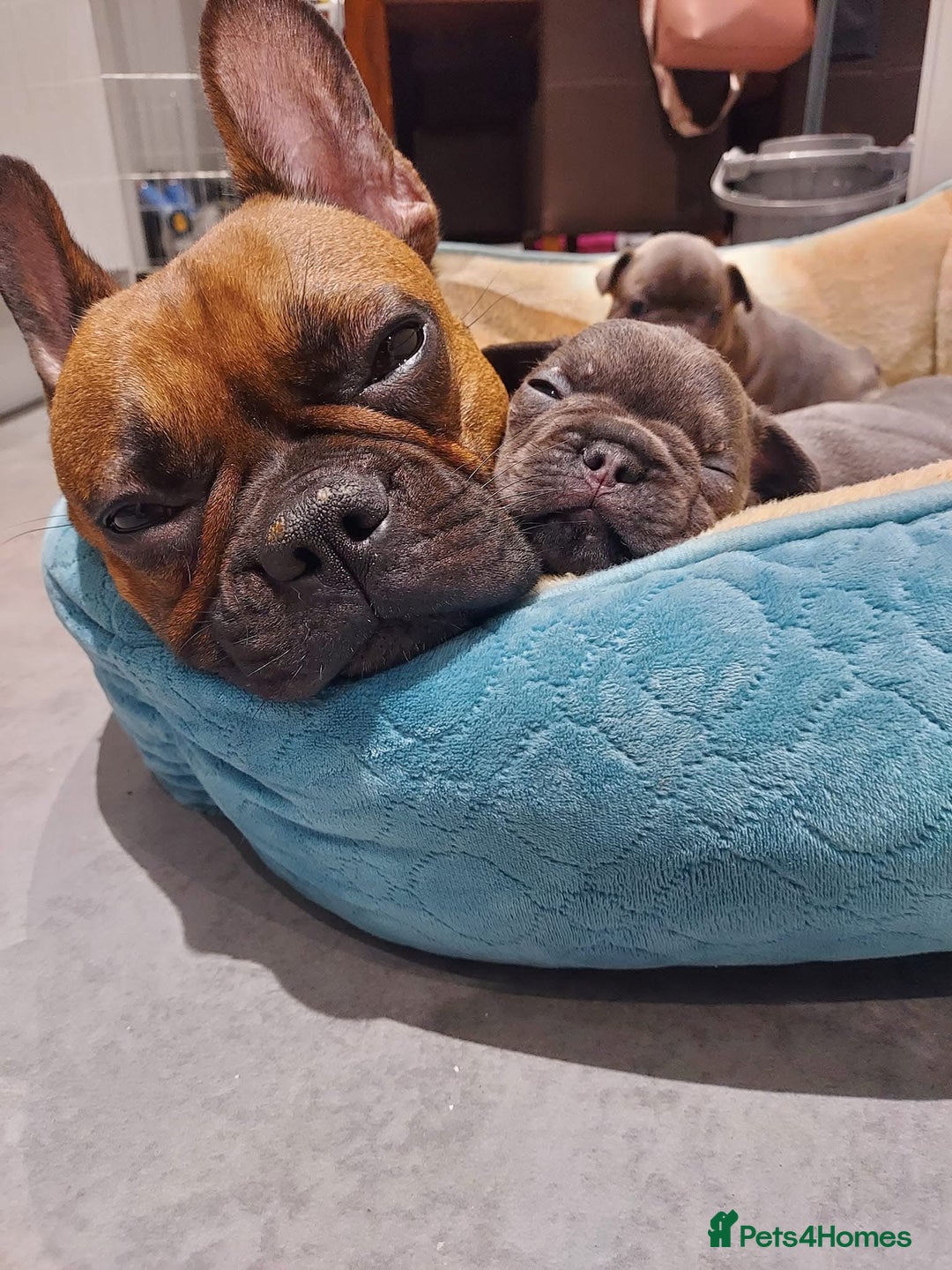 French Bulldog dogs for sale: Full pedigree French bulldog puppies  - Image 15