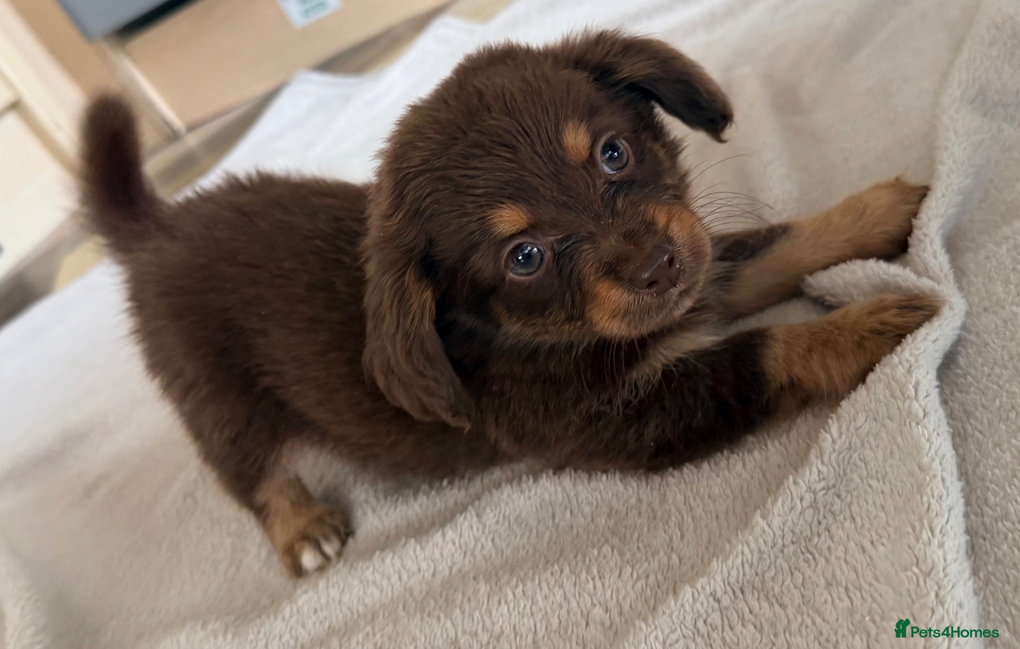 Mixed Breed dogs Dachshund x Pomchi Puppies – 2 Boys & 2 Girls - Advert 2