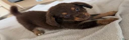 Mixed Breed dogs for sale: Dachshund x Pomchi Puppies – 2 Boys & 2 Girls in Pontefract - Advert 2