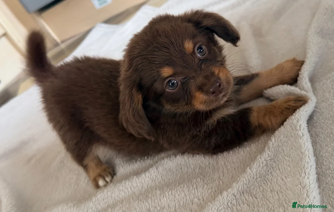 Mixed Breed dogs for sale: Dachshund x Pomchi Puppies – 2 Boys & 2 Girls in Pontefract - Advert 2