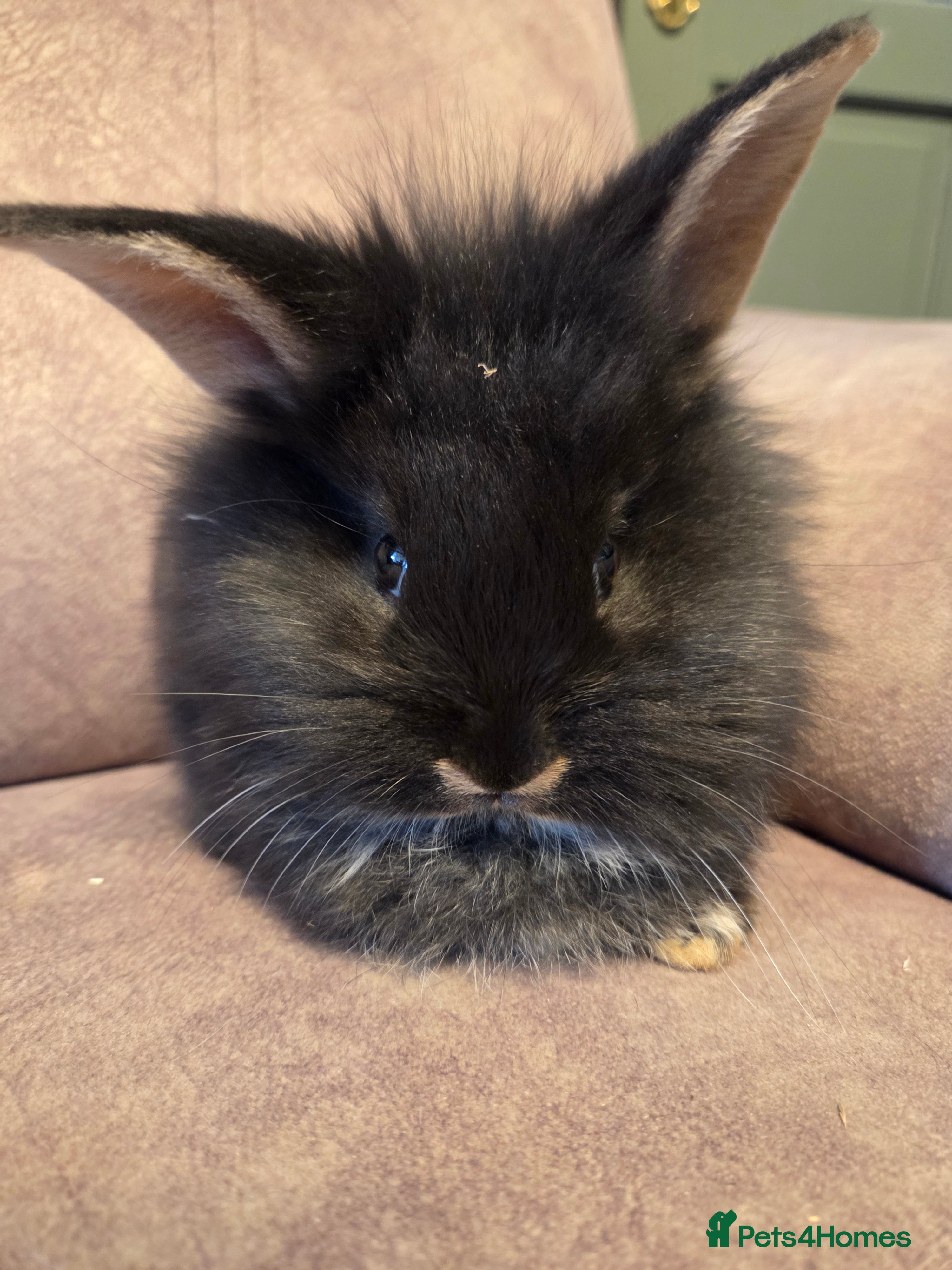 Lionhead rabbits Lion head Doe 8weeks **Last one - Advert 4