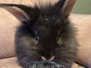 Lionhead rabbits Lion head Doe 8weeks **Last one - Advert 4