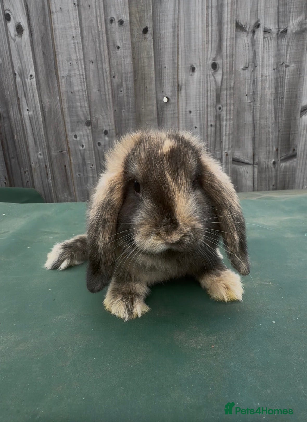 Mini Lop rabbits Black Harlequin Mini Lop Doe  - Advert 1