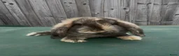 Mini Lop rabbits for sale: Black Harlequin Mini Lop Doe  - Advert 1