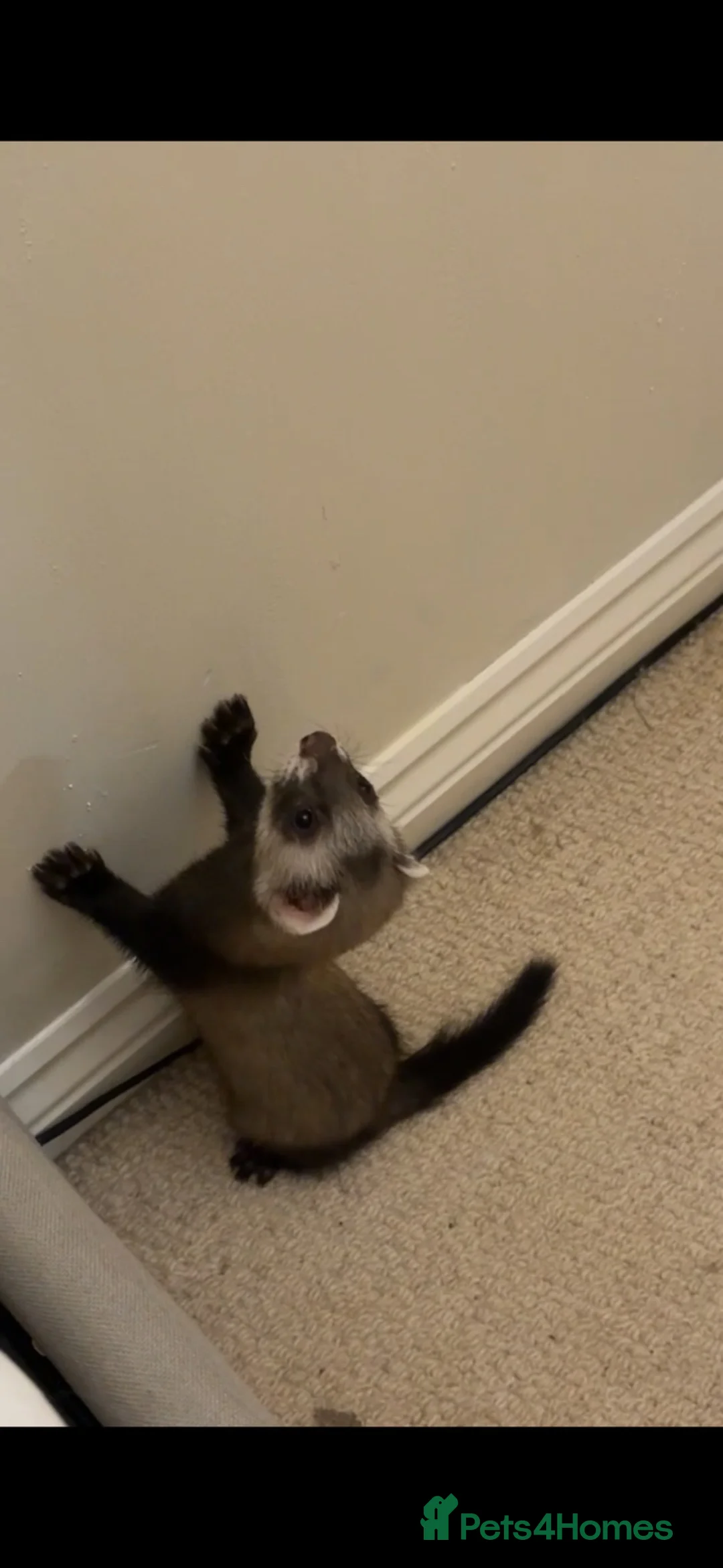 Ferret rodents for sale: Rehoming ferret hob 14 weeks in Newent - Advert 2