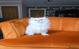 Scottish Fold cats for sale: Excellent Scottish straight girl ready to go in Erith - Image 24