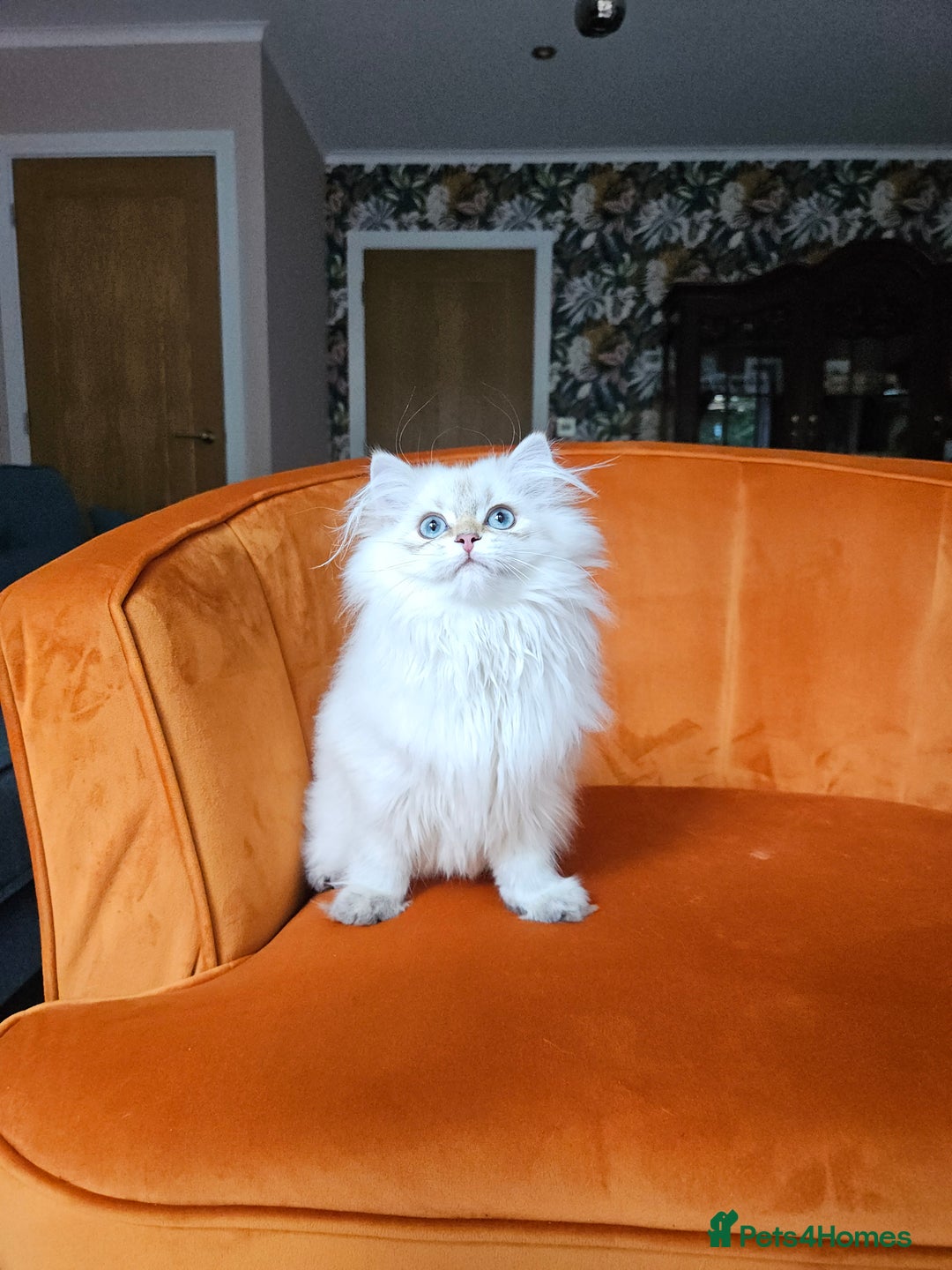 Scottish Fold cats for sale: Excellent Scottish straight girl ready to go in Erith - Image 24