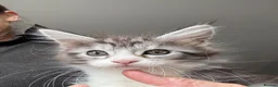Maine Coon cats for sale: Stunning silver Maine Coon kittens ready now - Advert 6