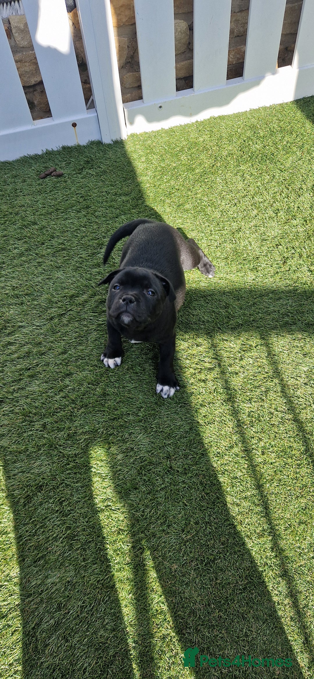 Staffordshire Bull Terrier dogs for sale: Black Female Staffordshire Bull Terrier - Image 2