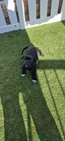 Staffordshire Bull Terrier dogs - Advert 12