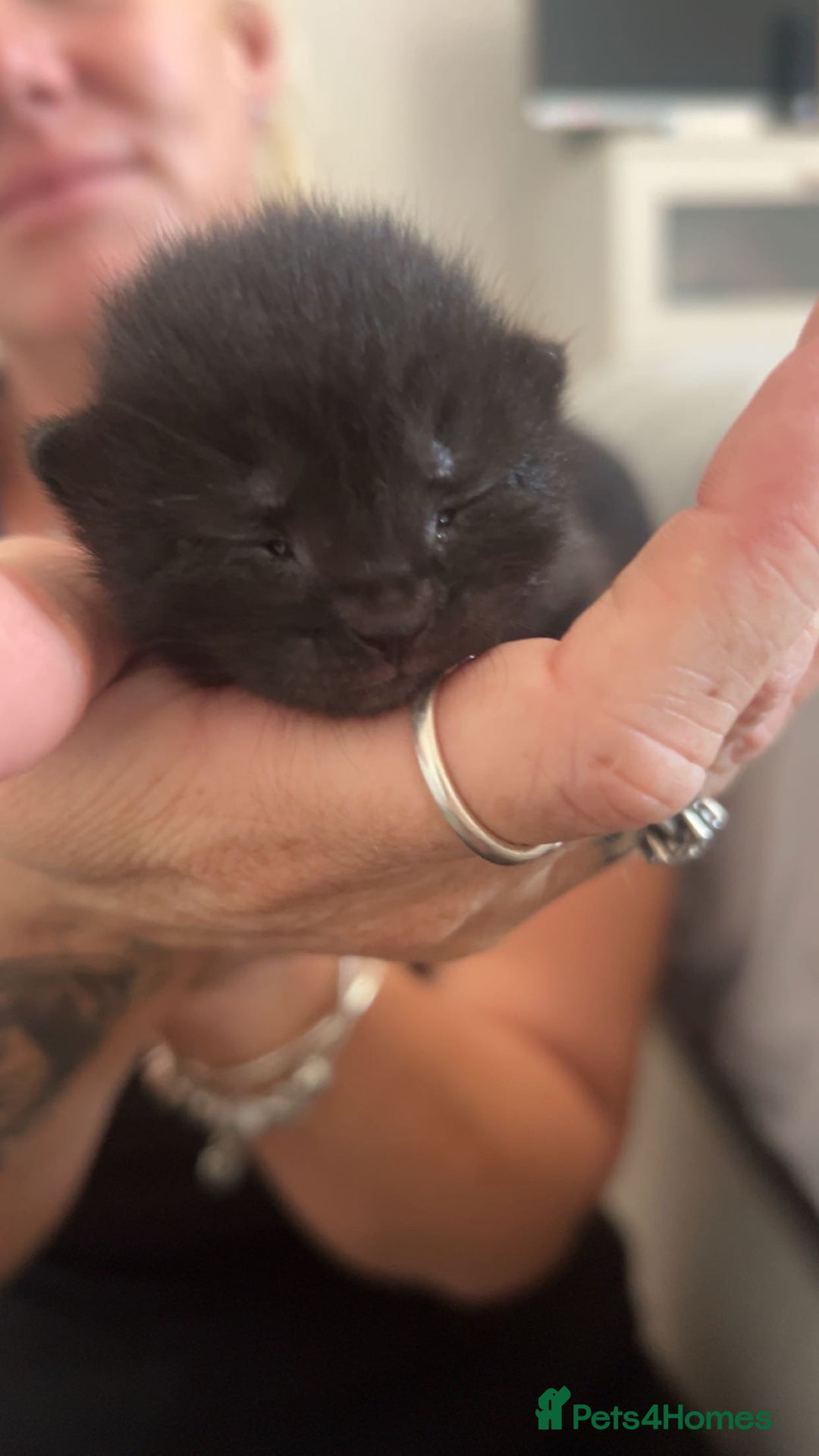 Mixed Breed cats for sale: Beautiful kittens  - Image 2