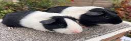 Guinea Pig rodents for sale: Pair of bonded boars - Father and son - Advert 2