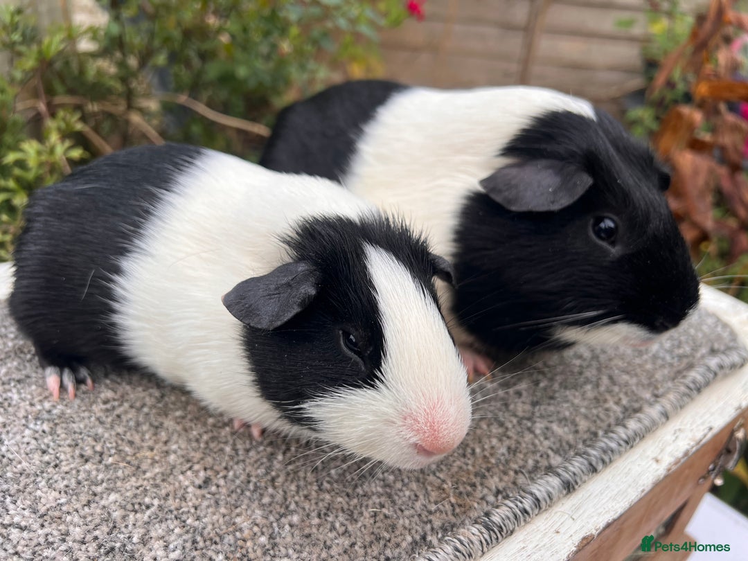 Guinea Pig rodents for sale: Pair of bonded boars - Father and son - Advert 2