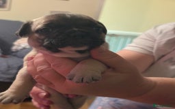 French Bulldog dogs for sale: Adorable French bulldogs puppies-ready soon - Image 8