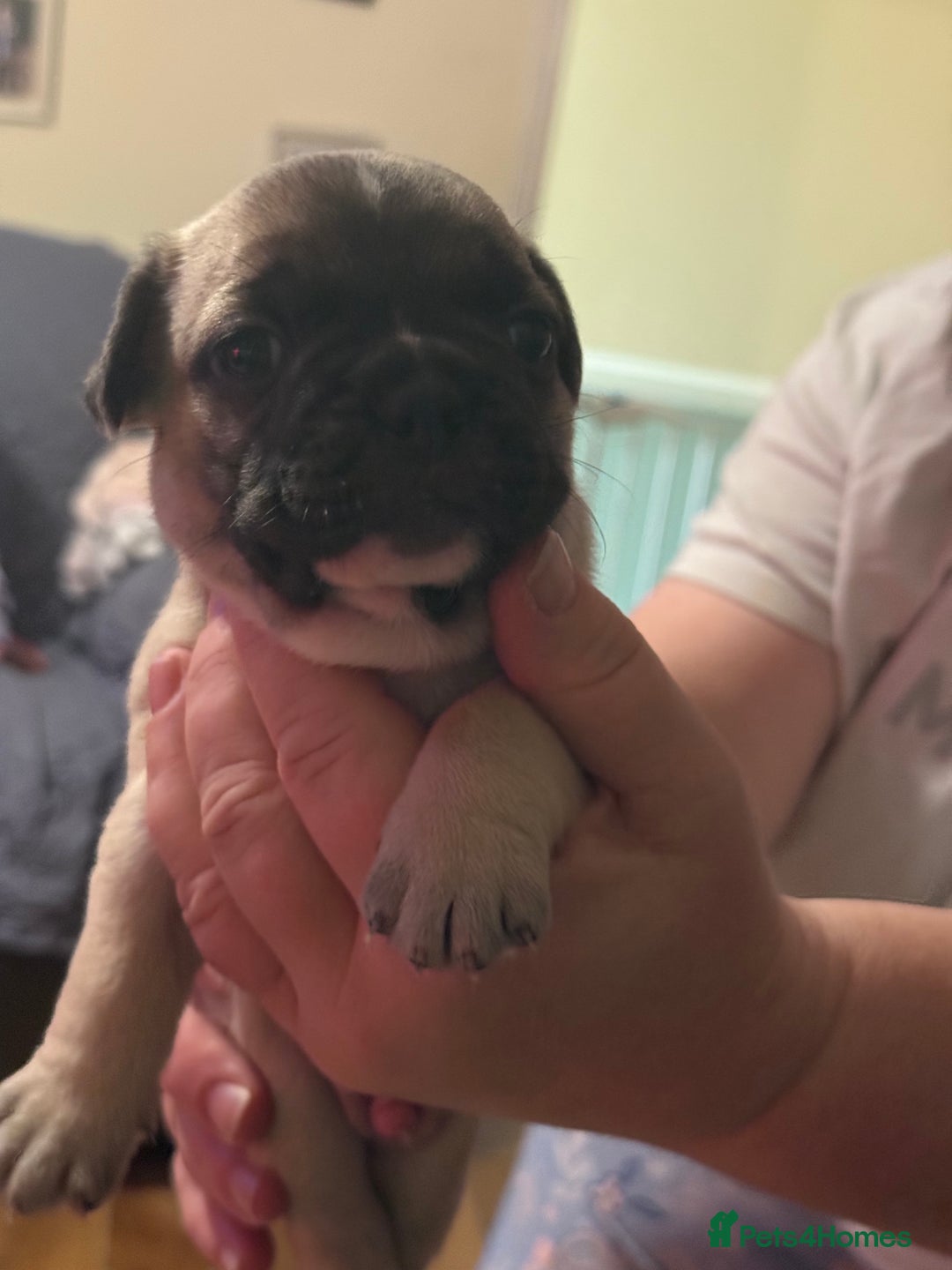 French Bulldog dogs for sale: Adorable French bulldogs puppies-ready soon - Image 8
