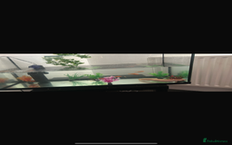 Goldfish fish for sale: Gold fish tank filter - Image 1