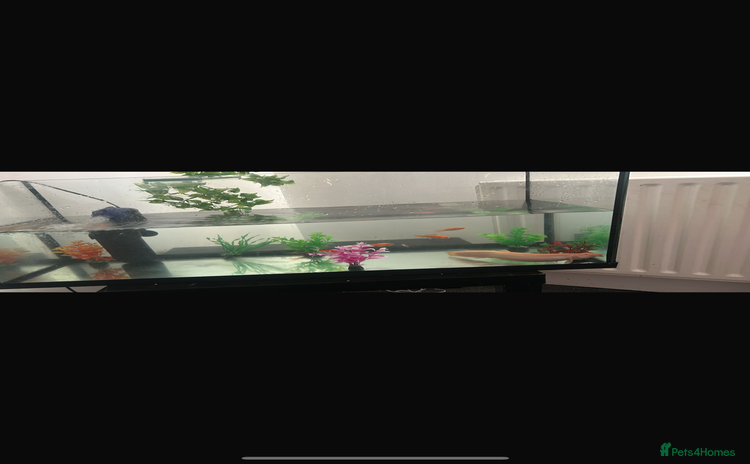 Goldfish fish - Advert 3