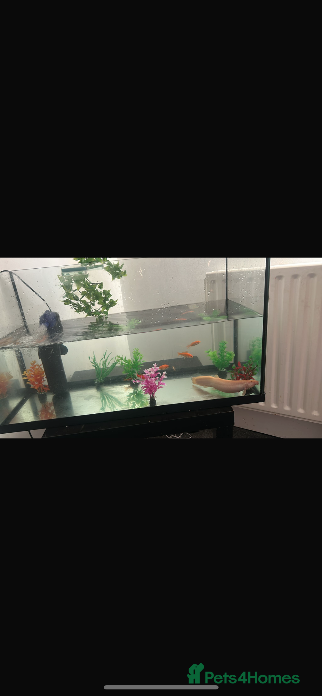 Goldfish fish for sale: Gold fish tank filter - Image 1