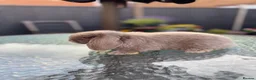 Mini Lop rabbits for sale: Healthy baby rabbits ready for loving homes in Swindon - Advert 6